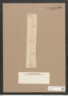 Pleurosigma longissimum Cleve (de-Toni-Nr.: Genus 13, Species 1086) Zeichnungen Sammlung Grunow Nr. 2112 (NHMW-BOT-W0369141)